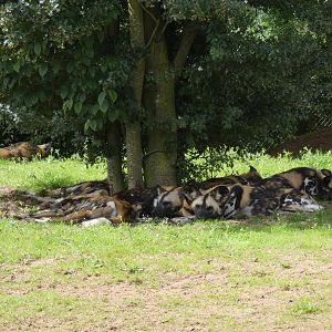 African Hunting Dogs under a tree