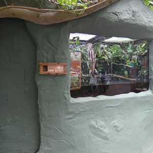 Chinese Crocodile Lizard enclosure