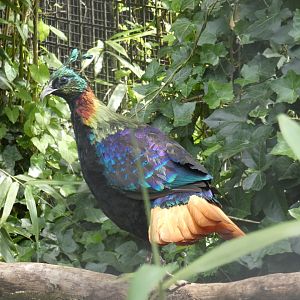 Himalayan Monal