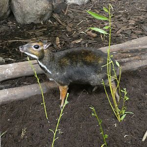 Philippine Mouse Deer