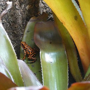 Strawberry Poison Frog