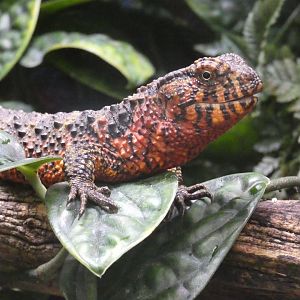 Chinese Crocodile Lizard
