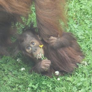 Sumatran Orangutan young