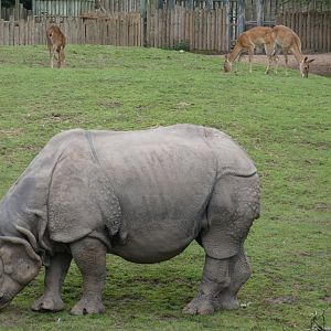 Indian Rhino and Brow-antlered Deer