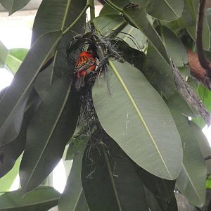 Madagascar Red Fody nest building