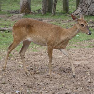Brow-antlered Deer
