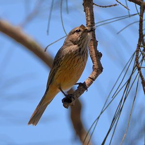Female rufous whistler