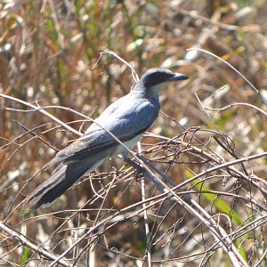 White-bellied cuckoo-shrike