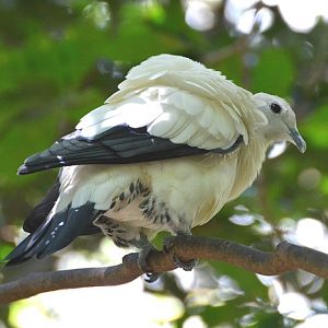 Pied Imperial-pigeon