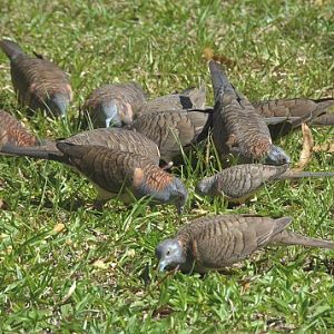 Bar-shouldered doves