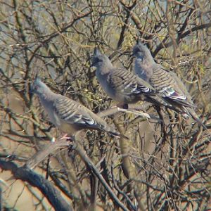 Crested pigeons