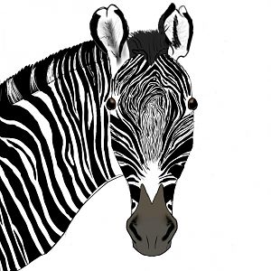 Digital Grévy’s Zebra