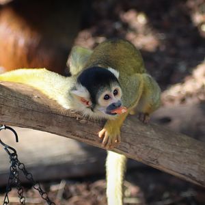 Bolivian Squirrel Monkey (Saimiri boliviensis)
