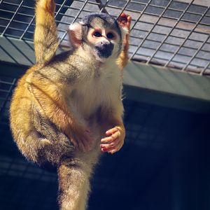 Bolivian Squirrel Monkey (Saimiri boliviensis)