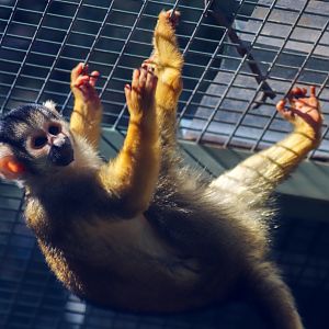 Bolivian Squirrel Monkey (Saimiri boliviensis)