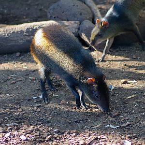 Brazilian Agouti (Dasyprocta leporina)