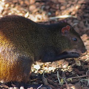 Brazilian Agouti (Dasyprocta leporina)