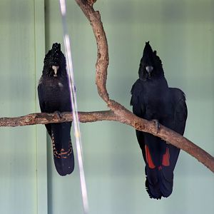Red-tailed Black Cockatoos (Calyptorhynchus banksii)