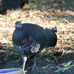 Australian Brush Turkey (Alectura lathami)