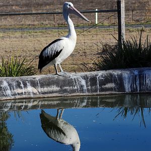 Australian Pelican (Pelecanus conspicillatus)