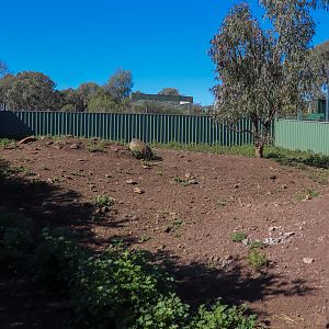 Common Wombat Enclosure