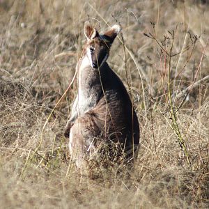 Whiptail Wallaby (Notamacropus parryi)