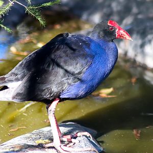 Australasian Swamphen (Porphyrio melanotus)