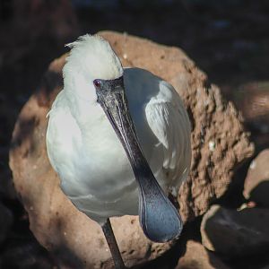 Royal Spoonbill (Platalea regia)
