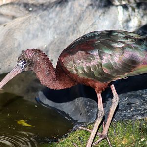 Glossy Ibis (Plegadis falcinellus)