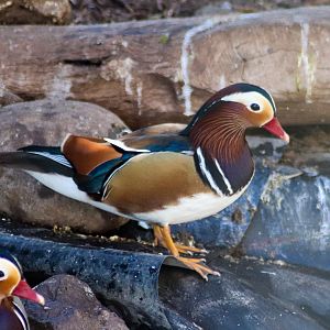 Mandarin Duck (Aix galericulata)