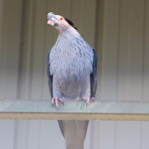 Topknot Pigeon (Lopholaimus antarcticus)