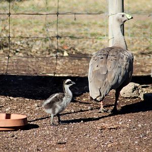 Cape Barren Gosling and Adult (Cereopsis novaehollandiae)