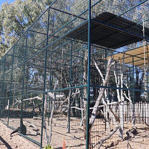 Siamang Enclosure