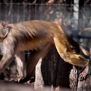 Rhesus Macaque (Macaca mulatta)