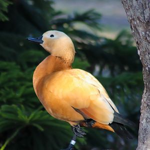 Ruddy Shelduck (Tadorna ferruginea)