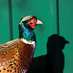 Male Ring-necked Pheasant (Phasianus colchicus)