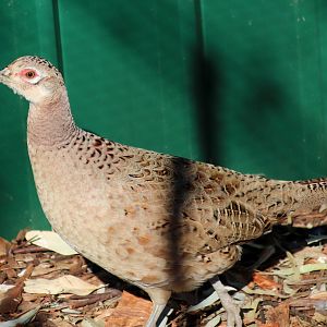 Female Ring-necked Pheasant (Phasianus colchicus)