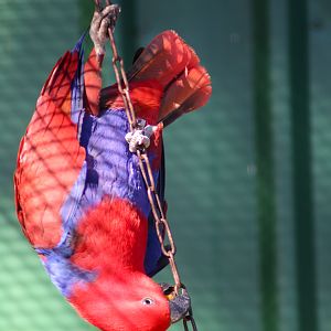 Eclectus Parrot (Eclectus roratus)