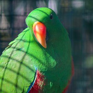 Eclectus Parrot (Eclectus roratus)