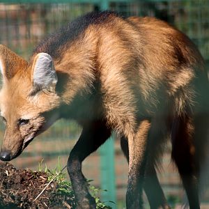 Maned Wolf (Chrysocyon brachyurus)