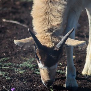 Addax Calf (Addax nasomaculatus)