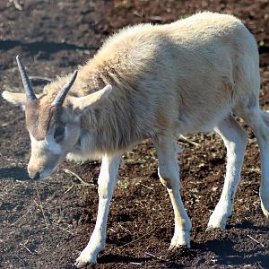 Addax Calf (Addax nasomaculatus)