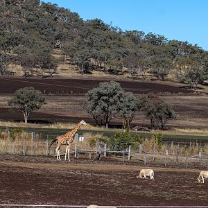 Giraffe/Addax Enclosure