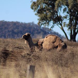 Dromedary (Camelus dromedarius)