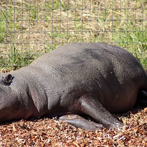 Pygmy Hippopotamus (Choeropsis liberiensis)