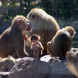 Hamadryas Baboons (Papio hamadryas)