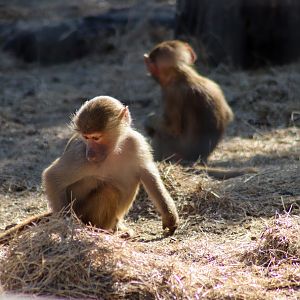 Hamadryas Baboons (Papio hamadryas)