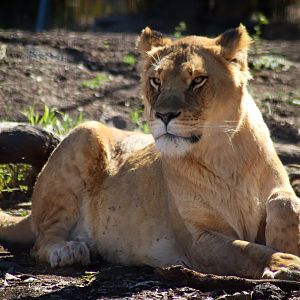 Lioness (Panthera leo)