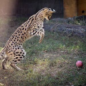 Serval Playing with Ball