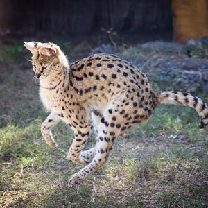 Running Serval (Leptailurus serval)